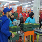 Reportage au Maroc Chez Nature Growers