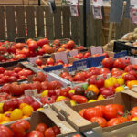 Tomates : entre inquiétudes et nouveaux espoirs tomates