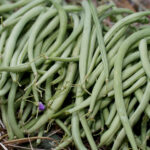 Haricots verts : serait-ce la fin ?