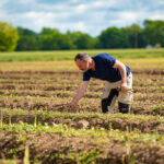 Asperges : le Val de Loire dans les starting-blocks aspergeraie