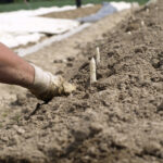 Asperge : l’espoir est permis ! asperges