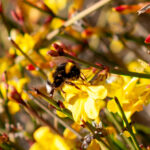 Le végétal au secours des pollinisateurs bourdon butinant