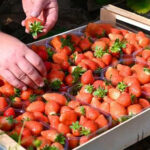 Fraises françaises : un bilan mi-saison contrasté fraises