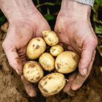 Un nouveau président de l’interprofession de la pomme de terre