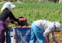 Regard d’expert commerce international : l’Égypte pommes de terre en Egypte