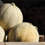 Melon : le choix de l’optimisation et de la professionnalisation melons charentais