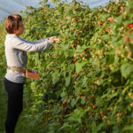 Bientôt le premier festival de la framboise framboises