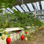 Des fraises « à énergie positive »