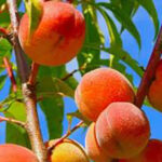 Un début de campagne difficile en fruits à noyau