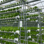 La salade cultivée en high-tech