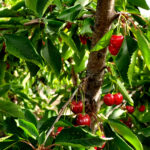 Des espoirs dans les vergers de cerise