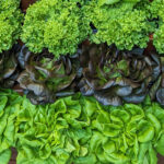 Salades : de la déconsommation aux nouveaux axes de croissance salades