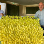 Top départ pour les endives ! enives et endiviers