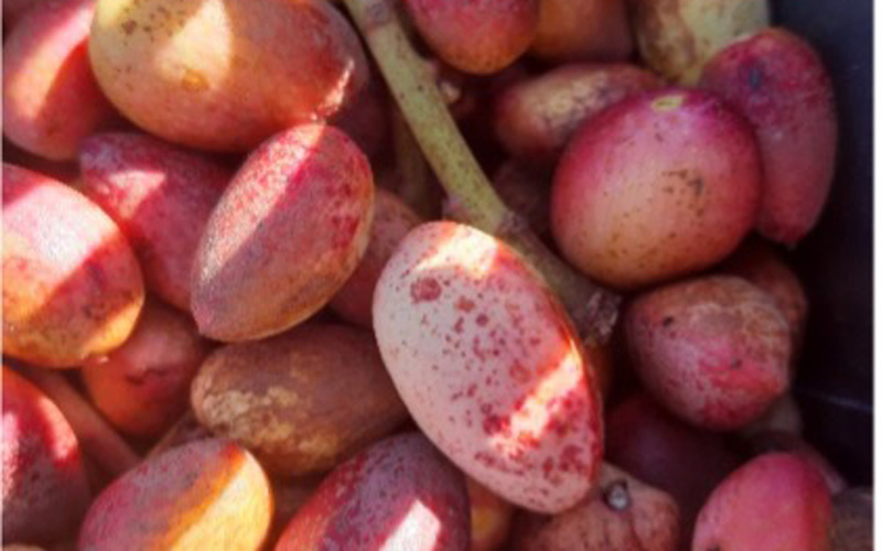 pistaches fraîches