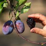 Le pruneau perd de la vitesse prunes d'Ente