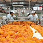 Fruits à noyau : bilan de campagne en demi-teinte station abricots