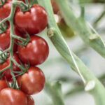 Cultivées sans pesticides depuis cinq ans