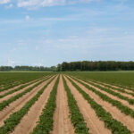 Regard d’expert commerce international : la pomme de terre champ de pommes de terre