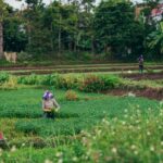 Regard d’expert commerce international : la Chine agriculture chinoise