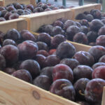 Une récolte de prunes de bon augure