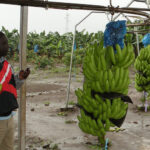 Regard d’expert commerce international : les émergents africains Bananes au Cameroun