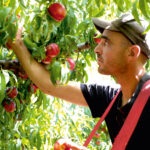 Fruits à noyau : entre impasses et opportunités