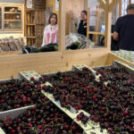Les cerises solidaires s’invitent en rayon