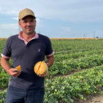 « Tous les voyants sont au vert pour la campagne 2025 » de melons du Haut-Poitou