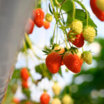 La fraise Label rouge dresse un bilan positif pour la saison 2025