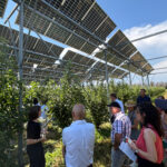 Une nouvelle expérimentation agrivoltaïque sur pommiers