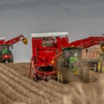 Une campagne de pommes de terre 2025 sous haute tension