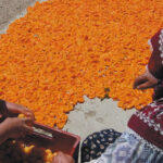 Regard d’expert commerce international : les fruits à noyau abricots séchant