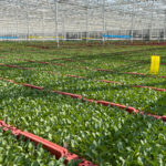 Une nouvelle voix pour les producteurs de plants maraîchers