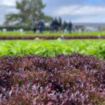 Dossier salades : la remise en question d’une filière