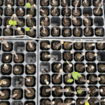 NTG : un accord pour soutenir la transition agroécologique plants