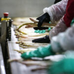 Asperge : dans les starting-blocks tri des asperges