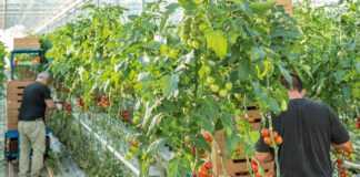 Solarenn : un recrutement inclusif des saisonniers