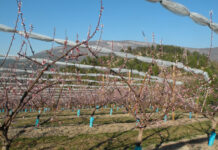 Abricots : la récolte européenne 2026 attendue en hausse de 6 % après une campagne 2025 difficile