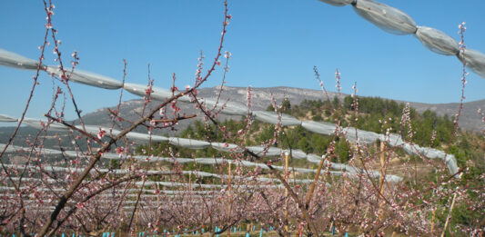 Abricots : la récolte européenne 2026 attendue en hausse de 6 % après une campagne 2025 difficile