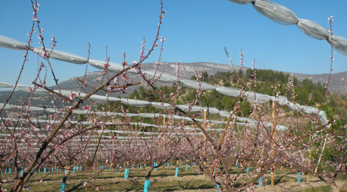 Abricots : la récolte européenne 2026 attendue en hausse de 6 % après une campagne 2025 difficile