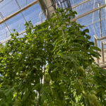 Dossier tomate : en action face aux défis multiples