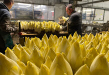 La filière endive reprend son souffle endives