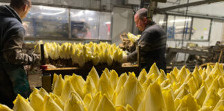 La filière endive reprend son souffle endives