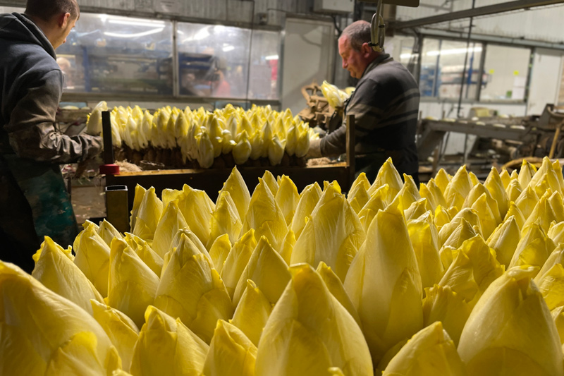 endives