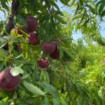 Pêches et nectarines : 2026 dans de bonnes conditions