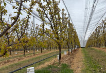 Dossier fruits à noyau : en action face aux défis multiples