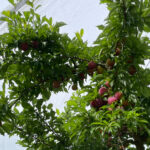 Prunes : l’AOP nationale vise une récolte 2026 qualitative et mieux valorisée