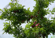 Prunes : l’AOP nationale vise une récolte 2026 qualitative et mieux valorisée