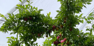 Prunes : l’AOP nationale vise une récolte 2026 qualitative et mieux valorisée