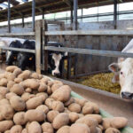 Pomme de terre : quand l’offre dépasse la demande